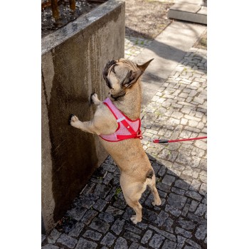 CURLI Postroj pre psov so sponou Merino vlna Red XL, 12-18 kg