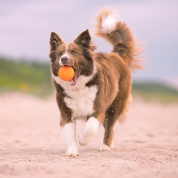 EXPLORER DOG AirBall Hroty 8 cm