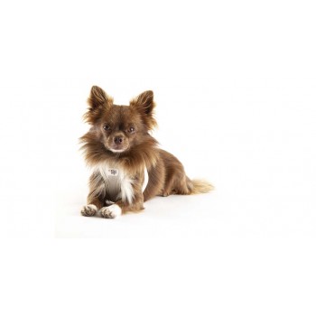 CURLI Postroj pre psov so sponou Air-Mesh Light Tan 3XS, 2-4 kg
