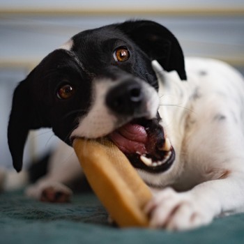EXPLORER DOG Himálajska maškrta s čučoriedkami XL