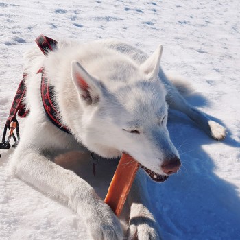 EXPLORER DOG Himalájska maškrta s jahodami S