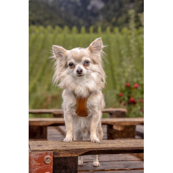 CURLI Postroj pre psov z jablčnej kože Black L, 8-13 kg