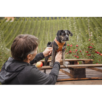 CURLI Postroj pre psov z jablčnej kože Brown S, 4-7 kg