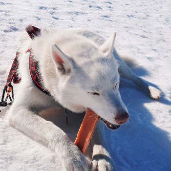 EXPLORER DOG Himalájska maškrta XL