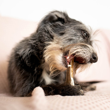 EXPLORER DOG Žuvací jelení paroh XXL tvrdý