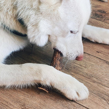 EXPLORER DOG Žuvací jelení paroh XXL tvrdý