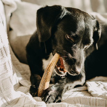 EXPLORER DOG Žuvací jelení paroh XXL tvrdý